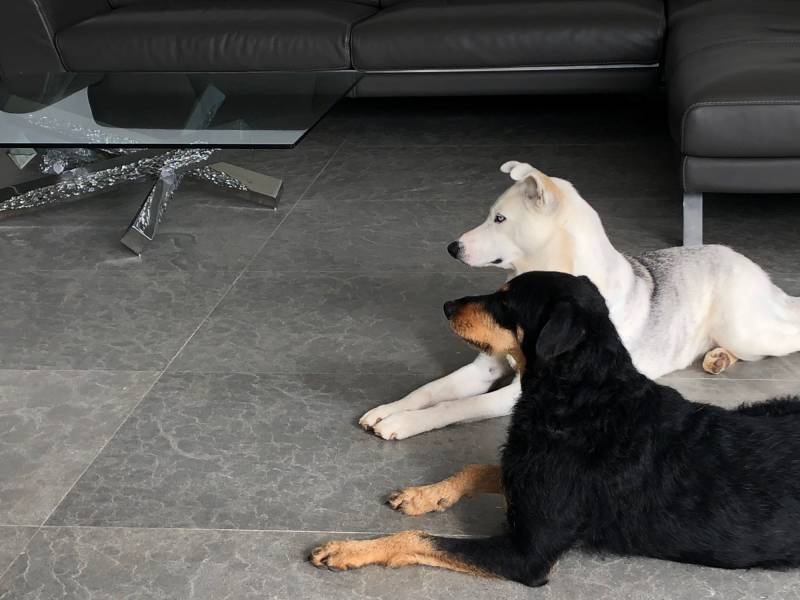 Vente et livraison de revêtement de sol haut de gamme ultra résistant : explorez nos élégantes pierres naturelles à bas prix à Montreal, Canada