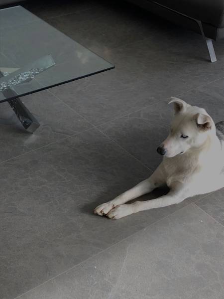 Acheter un revêtement pour sol résistant aux températures extrêmes à Montreal, au Canada : sublime pierre naturelle non absorbante à bas prix